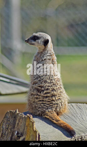 Meerkat sur Lookout, Camperdown Park Zoo, Dundee Banque D'Images