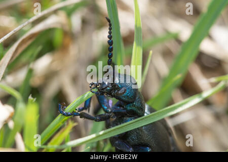 Close-up de l'huile noir beetle (Meloe proscarabaeus) Banque D'Images