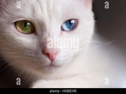 Beau pédigrée blanc neige chat avec différents incroyables yeux multicolores sur une journée ensoleillée. Banque D'Images