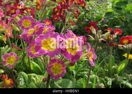 Primevères pousse dans un jardin anglais au printemps Banque D'Images