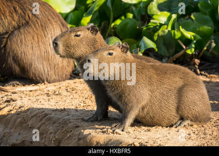 Portrait de deux jeunes Capybaras assis le long de la berge de la rivière Cuiaba dans la région du Pantanal, Mato Grosso, Brésil, Amérique du Sud Banque D'Images