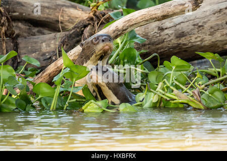 Deux géants de la loutre de rivière dans l'eau et de jacinthes agissant curieux de connaître les touristes, dans la rive du fleuve Cuiaba dans le Pantanal reg Banque D'Images