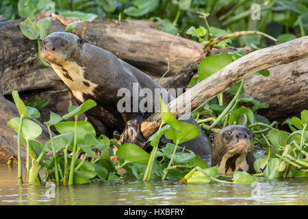 Deux géants de la loutre de rivière dans l'eau et de jacinthes agissant curieux de connaître les touristes, dans la rive du fleuve Cuiaba dans le Pantanal reg Banque D'Images