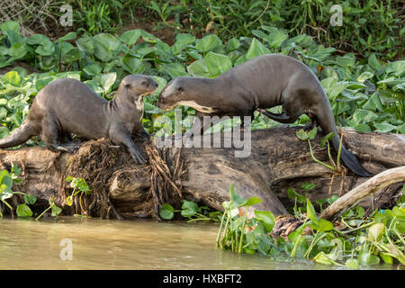 Deux géants de la loutre de rivière jouant sur un journal le long de la berge de la rivière Cuiaba dans la région du Pantanal, Mato Grosso, Brésil, Amérique du Sud Banque D'Images