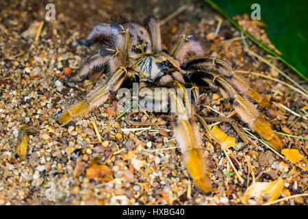 Golden-Brown araignée babouin corps plein avec la jambe brun-doré visible de la couleur. Banque D'Images