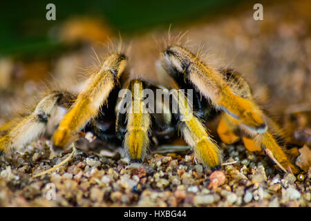 Avec l'Araignée babouin Golden-Brown visible jambe brun-doré coloration. Banque D'Images