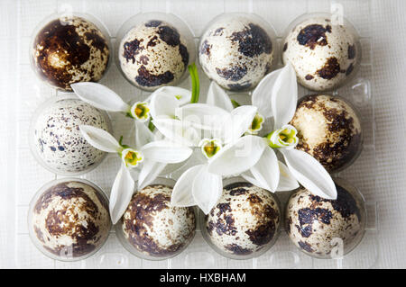 Oeufs de caille organique et blanc fleurs snowdrop Banque D'Images