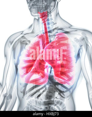 3D illustration des Poumons - la partie des droits de l'organique. Banque D'Images