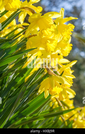 Champ avec des jonquilles jaune sur matin d'avril au soleil Banque D'Images