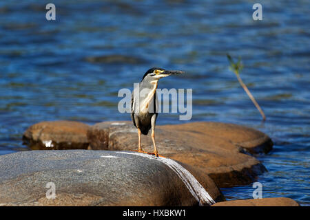 Héron strié (Butorides striatus) perché sur un rocher de granit, Kruger National Park, Afrique du Sud Banque D'Images