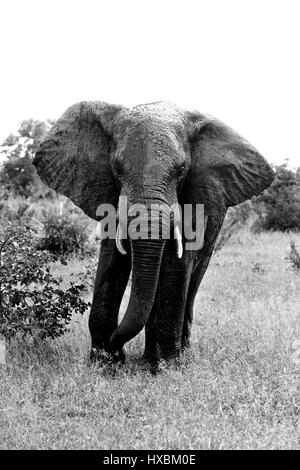 Portrait de l'Eléphant d'Afrique (Loxodonta africana) recouvert de boue, Kruger National Park, Afrique du Sud Banque D'Images