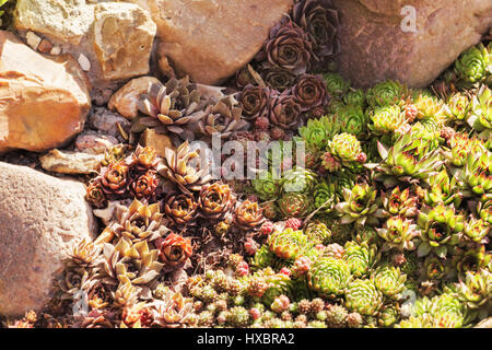 Les succulentes parmi pierres et rochers en journée ensoleillée Banque D'Images