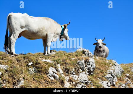 Vaches blanches qui paissent dans les alpages en été, plus de ciel bleu. Banque D'Images