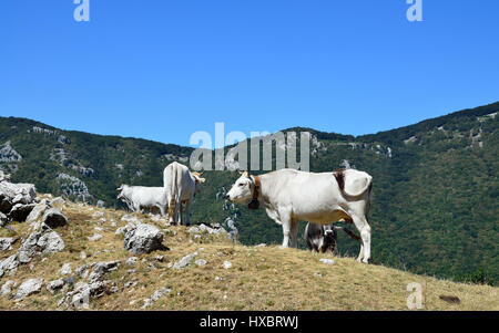 Vaches blanches qui paissent dans les alpages en été, plus de ciel bleu. Banque D'Images