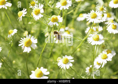 Abeille et fleurs de camomille Banque D'Images