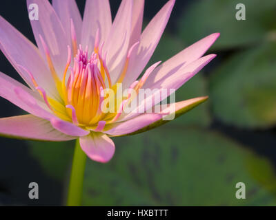 Belle fleur de lotus ou nénuphar est complété par l'eau. l'arrière-plan des couleurs saturées et éclatantes détail Banque D'Images