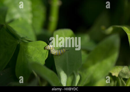 Abeille pollinisant une fleur dans Harry P. Leu Gardens, Orlando, FL Banque D'Images