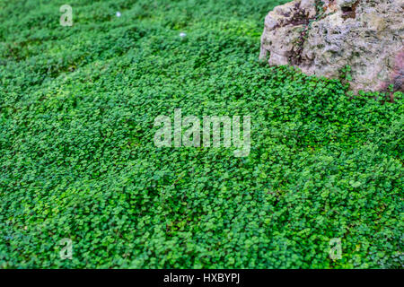 Jolie vue d'en haut près de bush vert plantes à petites feuilles avec des pierres. Motif de fond de la nature. Banque D'Images