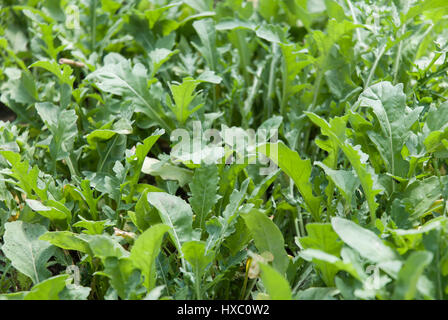 Roquette growing in field, Close up Banque D'Images