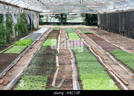 Les cultures biologiques en croissance à un polytunnel serre en plastique (à la ferme) à Buenos Aires, Argentine Banque D'Images