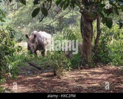 Rhinoceros à sunny domaine du sanctuaire de l'Ouganda, l'Afrique. Banque D'Images