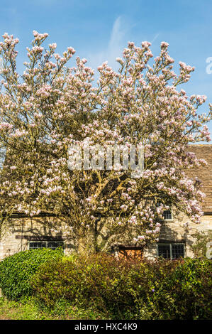 Magnolia dans un jardin plein de fleurs de printemps à Banque D'Images