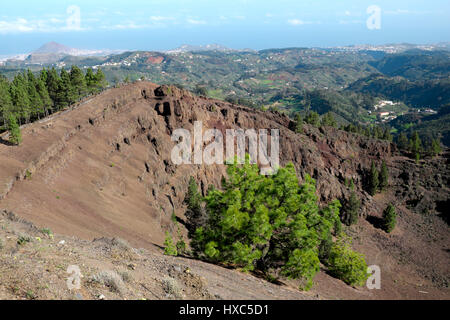 Pinos de cratère de Gáldar, Gran Canaria, Îles Canaries, Espagne Banque D'Images