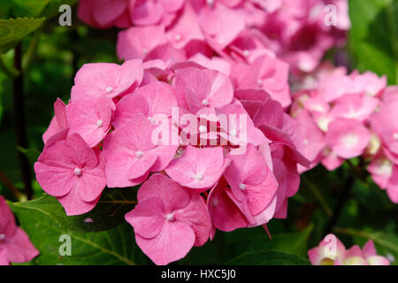 Les fleurs roses, l'hydrangea (Hortensia), jardin botanique, Tubingen, Bade-Wurtemberg, Allemagne Banque D'Images