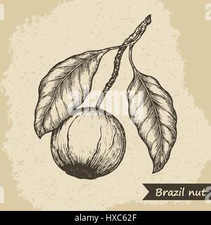 Les fruits, noix du Brésil vintage engraved illustration vectorielle. Illustration de Vecteur