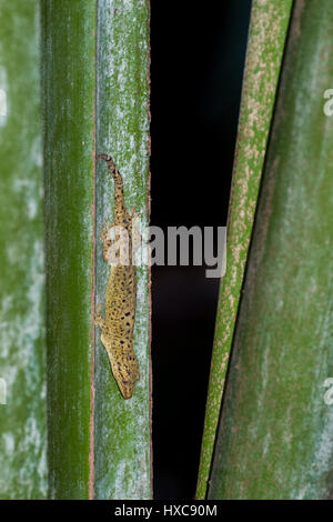 Seychelles, Praslin. Réserve naturelle de la vallée de Mai. Les Seychelles (WILD gecko bronze : Ailuronyx seychellensis) aka bronze-eyed gecko, lézard nocturne Banque D'Images