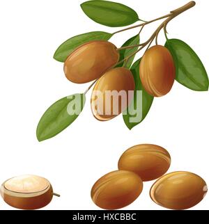 Vector illustration d'un Arganier, réalisés dans un style réaliste. Fruits sur une branche. Objets isolé sur fond blanc Illustration de Vecteur