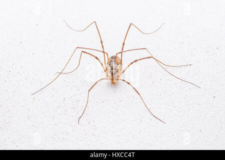 Long-Legged araignée sur mur blanc Banque D'Images