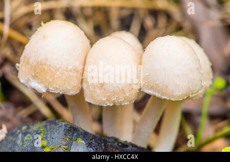 Colonie de champignons Banque D'Images