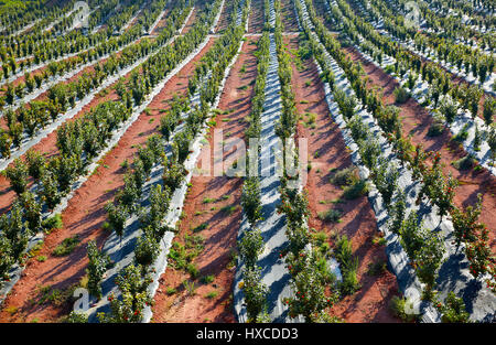 Arbres de kaki de l'agriculture dans une rangée à l'Espagne Banque D'Images