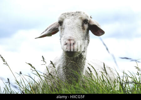 Moutons dans la digue, Schaf am Deich Banque D'Images