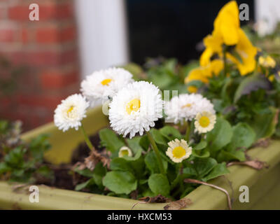 Une plante en pot blanc belle et fraîche daisies Banque D'Images
