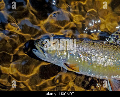 Un omble de fontaine (Salvelinus fontinalis) en eau peu profonde. Banque D'Images