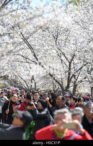 Beijing, Chine. Mar 27, 2017. Les touristes voir les cerisiers en fleurs au Parc Yuyuantan à Beijing, capitale de Chine, le 27 mars 2017. Crédit : Chen Yehua/Xinhua/Alamy Live News Banque D'Images