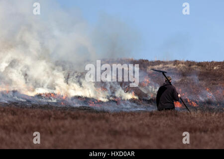 Le comté de Durham au Royaume-Uni. Lundi 27 mars. Météo britannique. Heather contrôlé l'incendie des maures tétras continue durant le printemps chaud météo à la North Pennines. La bruyère est brûlé dans une rotation afin de fournir de jeunes pousses de bruyère pour le lagopède des saules pour se nourrir. Crédit : David Forster/Alamy Live News Banque D'Images