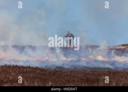 Le comté de Durham au Royaume-Uni. Lundi 27 mars. Météo britannique. Heather contrôlé l'incendie des maures tétras continue durant le printemps chaud météo à la North Pennines. La bruyère est brûlé dans une rotation afin de fournir de jeunes pousses de bruyère pour le lagopède des saules pour se nourrir. Crédit : David Forster/Alamy Live News Banque D'Images