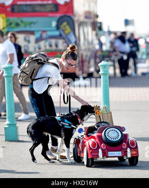 Brighton, UK. Mar 27, 2017. Loki le chien conduit sa voiture sur le front de mer de Brighton cet après-midi sur une autre belle journée ensoleillée au Royaume-Uni . Loki était en tournage pour un show de TVI qui seront diffusées plus tard cet été Crédit : Simon Dack/Alamy Live News Banque D'Images