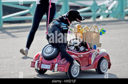 Brighton, UK. Mar 27, 2017. Loki le chien conduit sa voiture sur le front de mer de Brighton cet après-midi sur une autre belle journée ensoleillée au Royaume-Uni . Loki était en tournage pour un show de TVI qui seront diffusées plus tard cet été Crédit : Simon Dack/Alamy Live News Banque D'Images