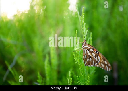 Asuncion, Paraguay. 27 mars 2017. Un fritillaire du Golfe ou papillon de la passion (Agraulis vanillae) perché sur une feuille de thuya ou Arborvitae oriental (Thuja orientalis) est vu pendant la journée ensoleillée à Asuncion, Paraguay. Crédit : Andre M. Chang/Alamy Live News Banque D'Images