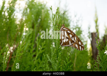 Asuncion, Paraguay. 27 mars 2017. Un fritillaire du Golfe ou papillon de la passion (Agraulis vanillae) perché sur une feuille de thuya ou Arborvitae oriental (Thuja orientalis) est vu pendant la journée ensoleillée à Asuncion, Paraguay. Crédit : Andre M. Chang/Alamy Live News Banque D'Images