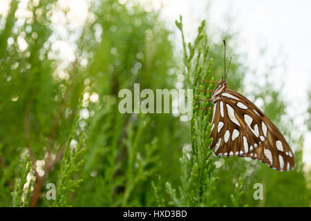 Asuncion, Paraguay. 27 mars 2017. Un fritillaire du Golfe ou papillon de la passion (Agraulis vanillae) perché sur une feuille de thuya ou Arborvitae oriental (Thuja orientalis) est vu pendant la journée ensoleillée à Asuncion, Paraguay. Crédit : Andre M. Chang/Alamy Live News Banque D'Images