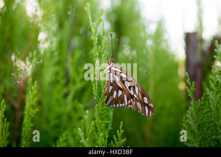 Asuncion, Paraguay. 27 mars 2017. Un fritillaire du Golfe ou papillon de la passion (Agraulis vanillae) perché sur une feuille de thuya ou Arborvitae oriental (Thuja orientalis) est vu pendant la journée ensoleillée à Asuncion, Paraguay. Crédit : Andre M. Chang/Alamy Live News Banque D'Images