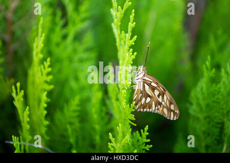 Asuncion, Paraguay. 27 mars 2017. Un fritillaire du Golfe ou papillon de la passion (Agraulis vanillae) perché sur une feuille de thuya ou Arborvitae oriental (Thuja orientalis) est vu pendant la journée ensoleillée à Asuncion, Paraguay. Crédit : Andre M. Chang/Alamy Live News Banque D'Images