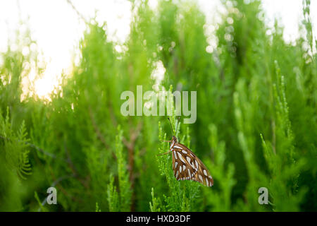 Asuncion, Paraguay. 27 mars 2017. Un fritillaire du Golfe ou papillon de la passion (Agraulis vanillae) perché sur une feuille de thuya ou Arborvitae oriental (Thuja orientalis) est vu pendant la journée ensoleillée à Asuncion, Paraguay. Crédit : Andre M. Chang/Alamy Live News Banque D'Images