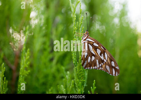 Asuncion, Paraguay. 27 mars 2017. Un fritillaire du Golfe ou papillon de la passion (Agraulis vanillae) perché sur une feuille de thuya ou Arborvitae oriental (Thuja orientalis) est vu pendant la journée ensoleillée à Asuncion, Paraguay. Crédit : Andre M. Chang/Alamy Live News Banque D'Images