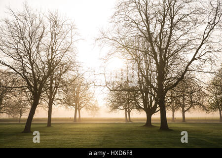 Windsor, Royaume-Uni. 28 mars, 2017. Le soleil se lève sur un matin brumeux derrière Londres et marronnier platanes bordant la longue marche dans Windsor Great Park. Credit : Mark Kerrison/Alamy Live News Banque D'Images